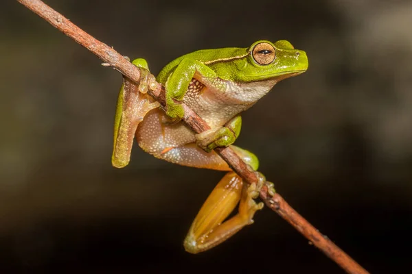 Das Folhas Verdes Que Descansa Ramo — Fotografia de Stock