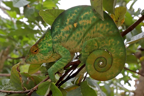 Female Parson Chameleon — Stock Photo, Image