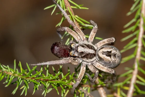 Wolfsspinne Mit Beute — Stockfoto