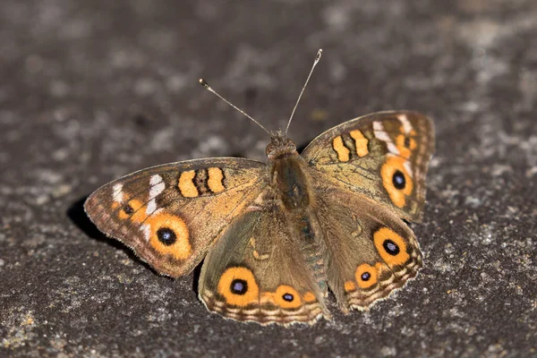 Australian Meadow Argus Borboleta — Fotografia de Stock