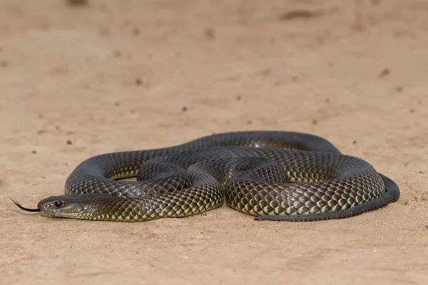Mulga King Brown Snake — Stock Photo, Image