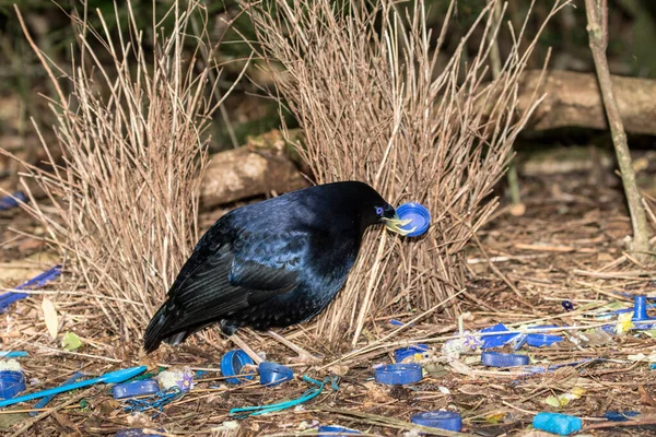 Satin Bowerbird, Bower 'dan kur yapıyor.