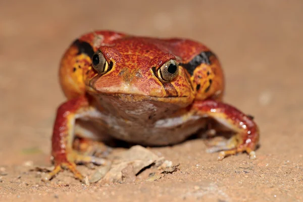 Zbliżenie Madagaskańskiej Żaby Pomidorowej — Zdjęcie stockowe