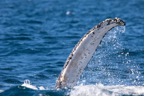 Pectoral Fin Knölval — Stockfoto