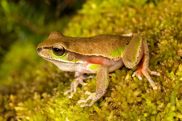 青山树蛙栖息在苔藓之上 — 图库照片