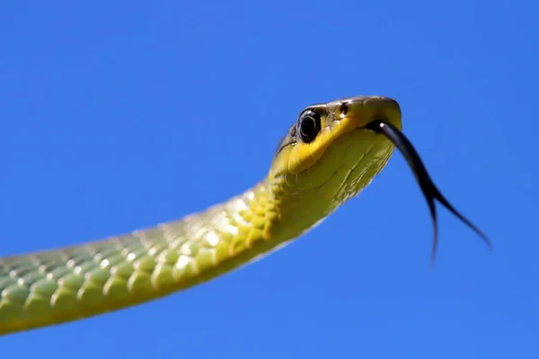 Comon Tree Snake Flackert Zunge — Stockfoto