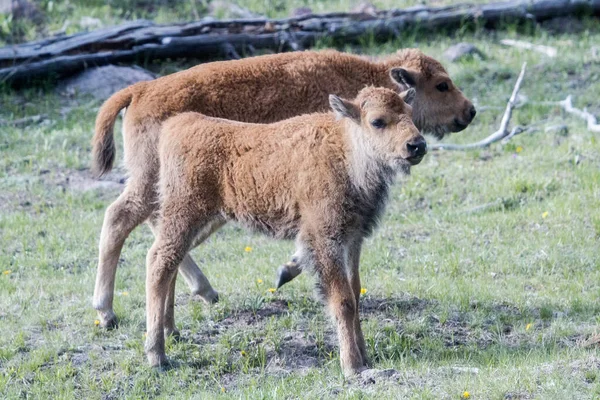 American Bison Calfs Yellowstone National Park — Stock Photo, Image