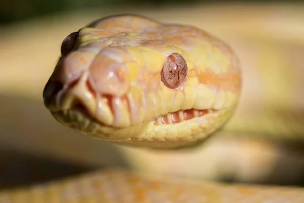 Color Morfo Alfombra Australiana Python — Foto de Stock