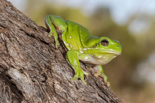 Australische Groene Boom Kikker — Stockfoto