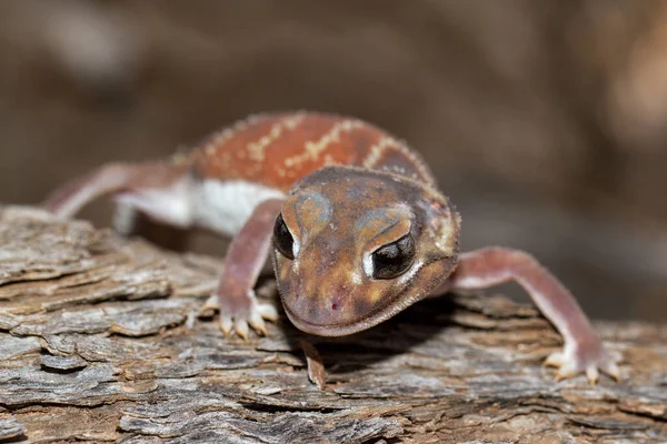 Gecko Con Pomo Liso — Foto de Stock