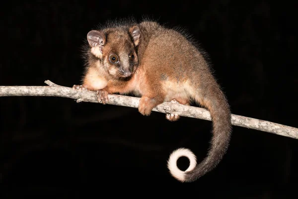 Australischer Ringelschwanzpossum — Stockfoto