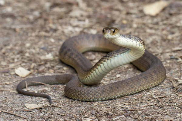 粗壮的蛇或克拉伦斯河蛇 — 图库照片