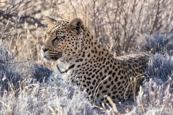 Kamuflaż Leoparda Spoczywający Trawie — Zdjęcie stockowe