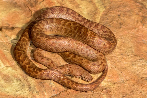 Python Pigmeo Australiano Sobre Roca Roja —  Fotos de Stock