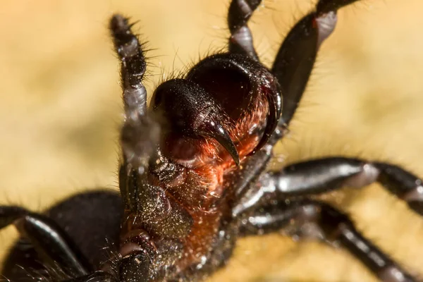 Sydney Trichternetzspinne Abwehrhaltung — Stockfoto