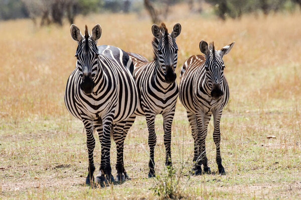 Zebra trio Serengeti National Park