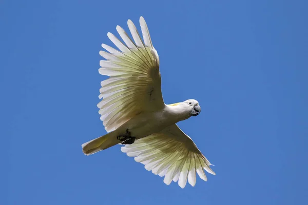 Sülfür Armalı Papağan Uçuyor — Stok fotoğraf