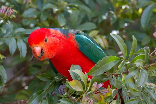 Mężczyzna Australijski Król Papuga Karmienie Drzewo — Zdjęcie stockowe