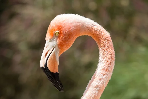 Close Flamingo Carribbean — Fotografia de Stock