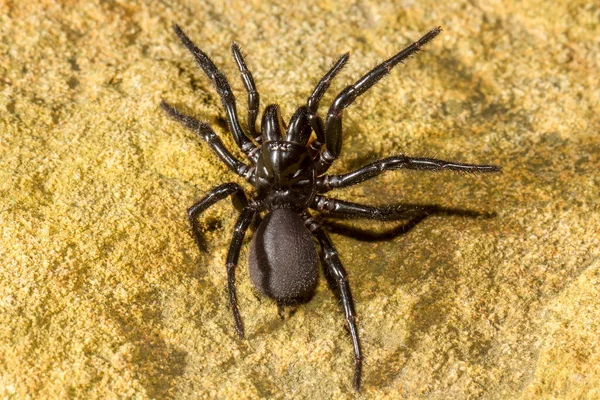 Nahaufnahme Der Sydney Trichternetzspinne — Stockfoto