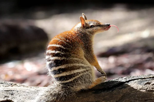 Dil Çıkıntılı Numbat — Stok fotoğraf