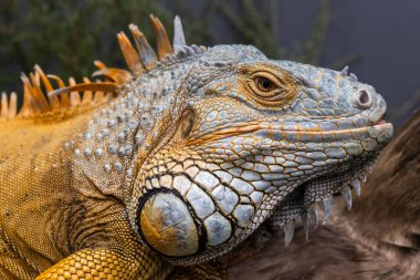 Esir Yeşil veya Sıradan Iguana