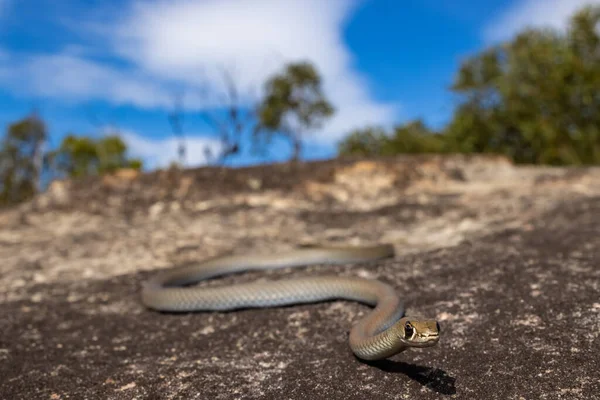 Serpente Chicote Amarelo Enfrentado Basking Rocha Arenito — Fotografia de Stock