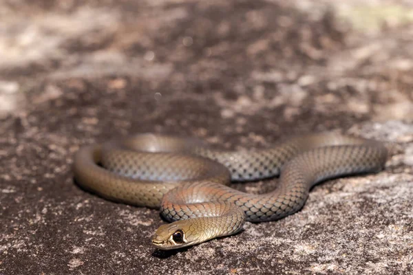 Frusta Faccia Gialla Snake Crogiolarsi Roccia Arenaria — Foto Stock