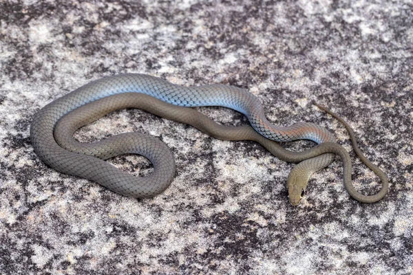 Fouet Visage Jaune Serpent Prélassant Sur Rocher Grès — Photo