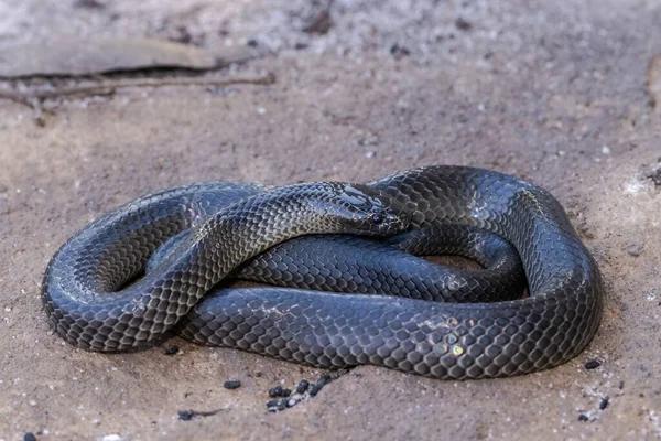 Eastern Small Eyed Snake Curled — Stock Photo, Image