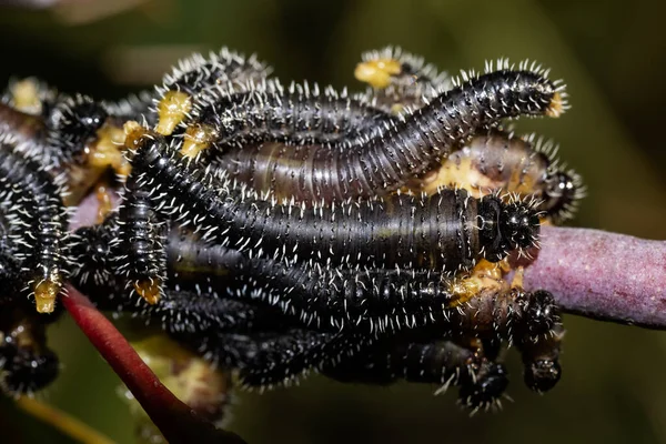 Ökaliptüs Ağacı Dalında Sawfly Larvaları — Stok fotoğraf