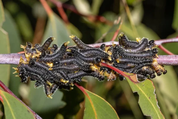 Larvas Flebotomíneos Eucalyptus Tree Branch — Fotografia de Stock