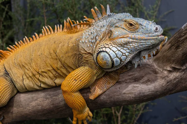 Zielona Lub Pospolita Iguana Niewoli — Zdjęcie stockowe