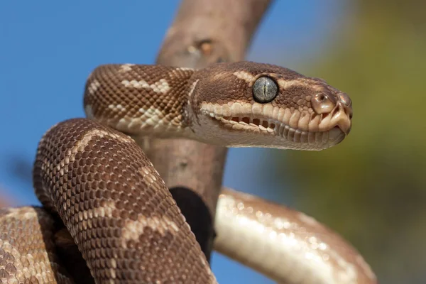 Közelkép Ausztrál Durván Pikkelyezett Python Mutatja Hőérzékelő Gödrök — Stock Fotó