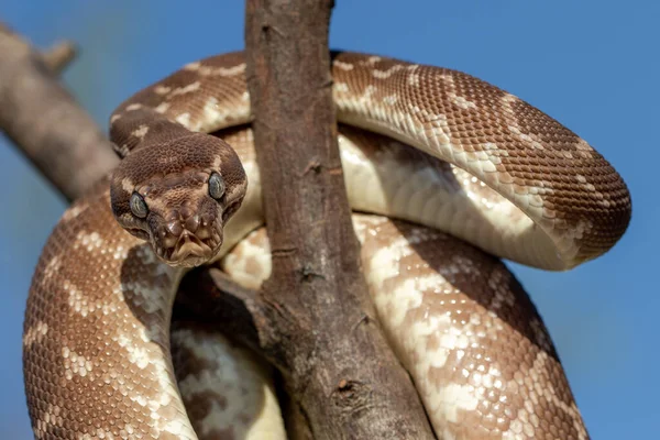 Gros Plan Python Australien Échelle Rugueuse Montrant Des Puits Détection — Photo