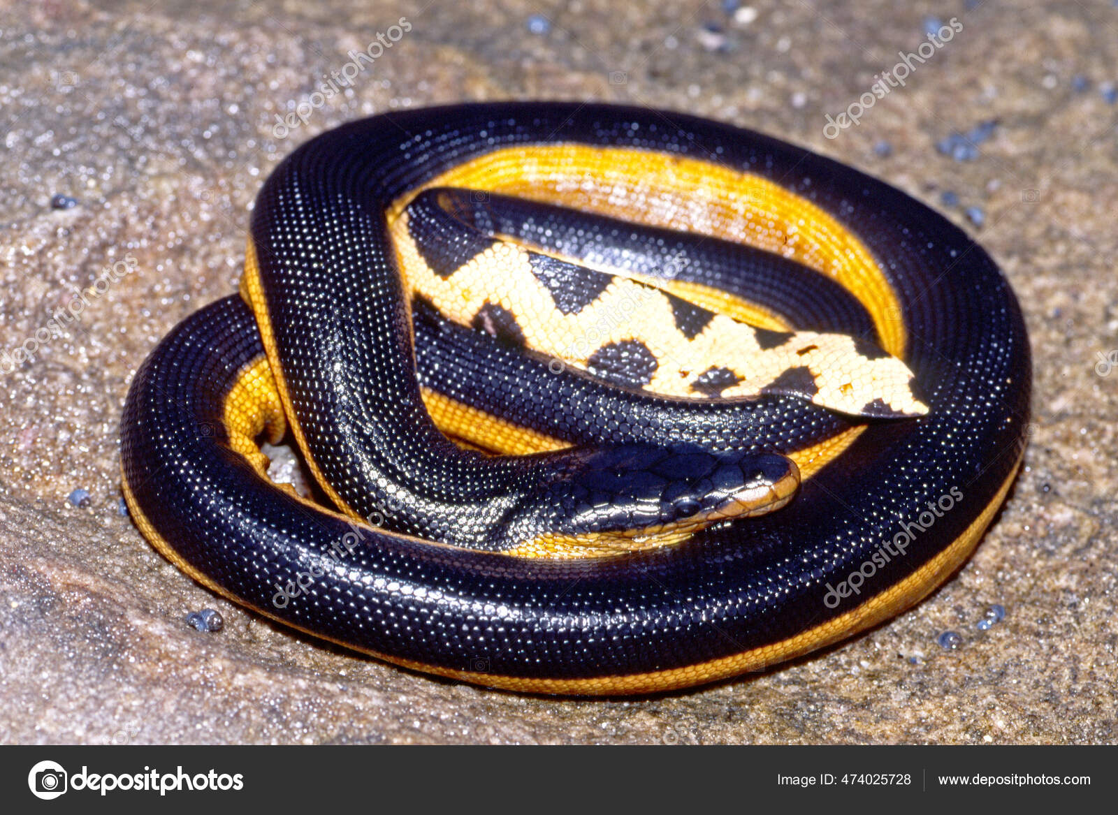 Nikolaev tasodifiy jinsiy aloqa uchun saytlar