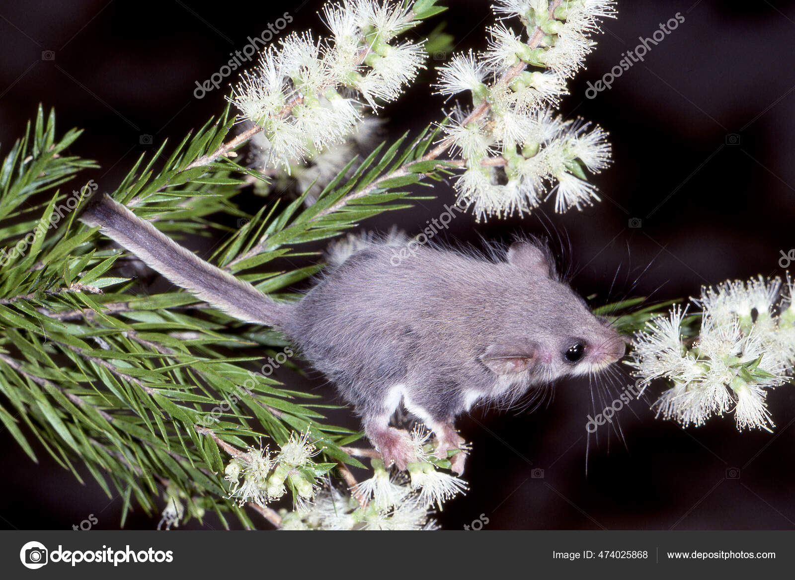 Australian Feather Tailed Glider Stock Photo by