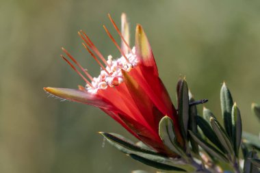 Dağ Şeytanı veya Bal Çiçeği