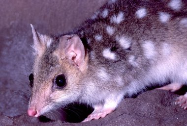 Avustralya Doğu Quoll ya da Yerli Kedi