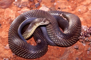 Mulga veya Kral Kahverengi Yılan