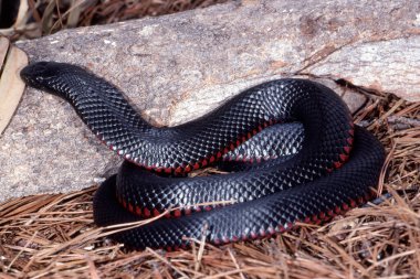 Kırmızı Göbekli Kara Yılan