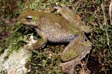 Tırtıklı Ağaç Kurbağası