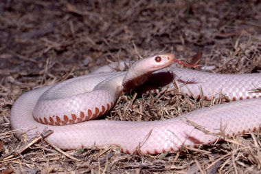 Albino Kırmızı Göbekli Kara Yılan