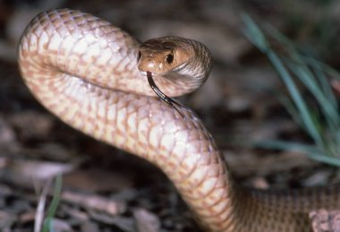 Son derece zehirli Doğu Kahverengi Yılanı savunma ve saldırı pozisyonunda