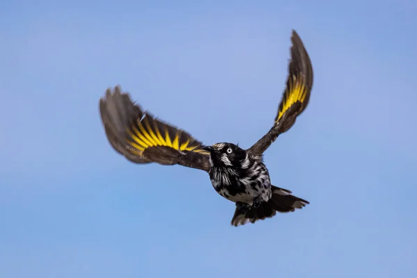 Nova Holanda Honeyeater Voo — Fotografia de Stock