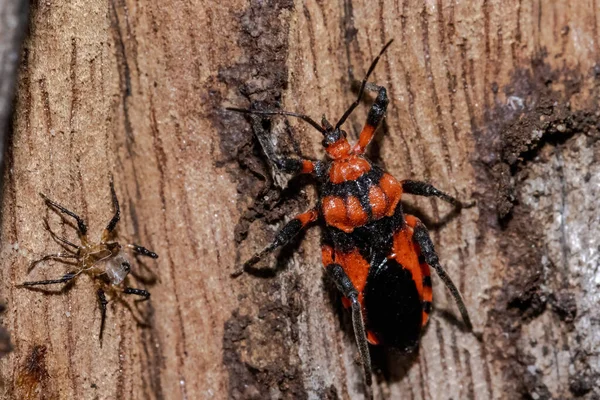 Termite Assassin Bug Auf Baumstamm — Stockfoto