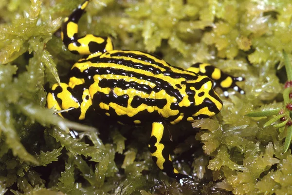 Sphagnum Moss 'un Kuzey Onaylı Kurbağası