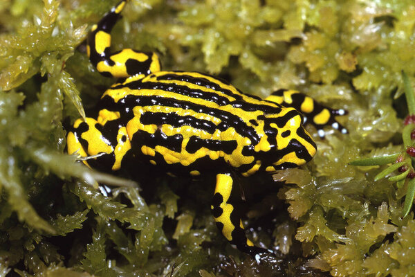 Северная лягушка Corroboree на Sphagnum Moss