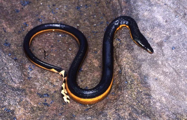 Serpente Mare Dal Ventre Giallo — Foto Stock