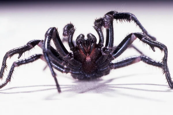 Sydney Entonnoir Toile Spider — Photo